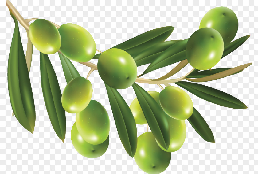 Olive Clip Art PNG