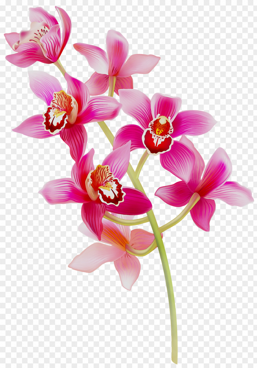 Phalaenopsis Equestris Cut Flowers Spathoglottis Dendrobium PNG