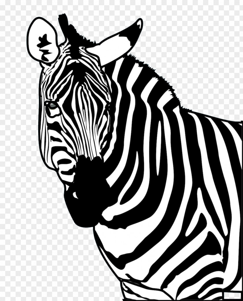 Strong Zebra Drawing Poster Clip Art PNG