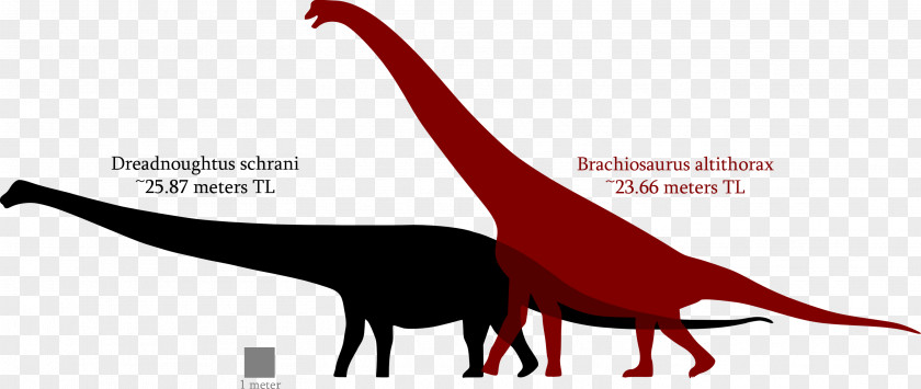 Tyrannosaurus Brachiosaurus Dreadnoughtus Spinosaurus Argentinosaurus PNG