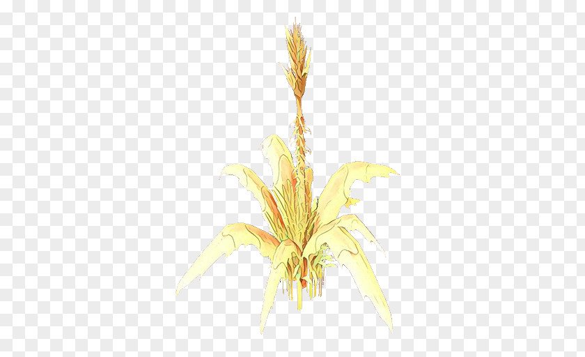 Bromeliaceae Grass Background PNG