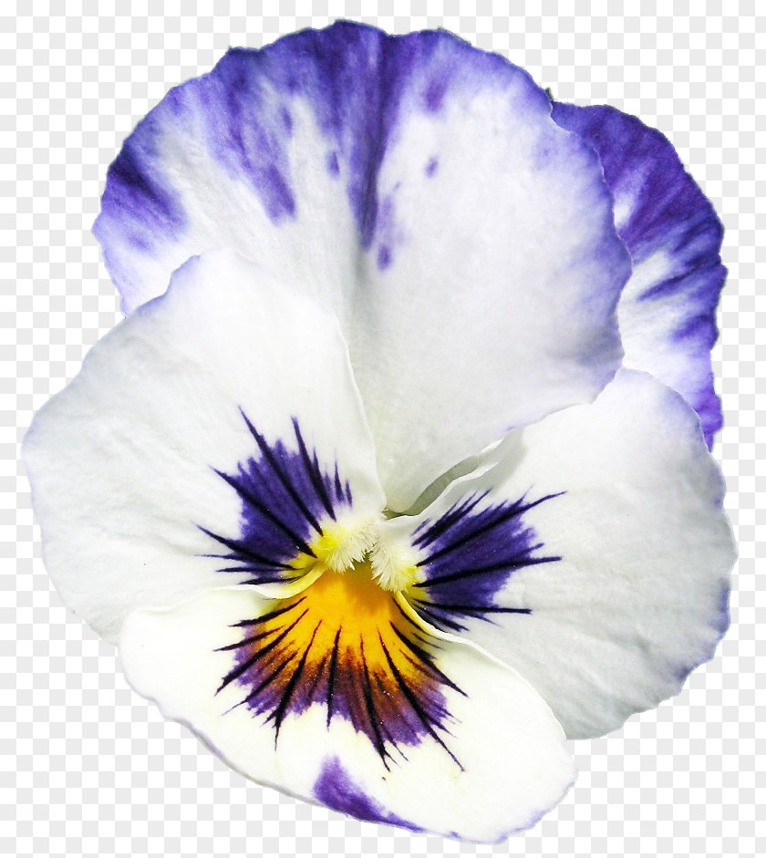 Flower Thumbnail Pansy PNG