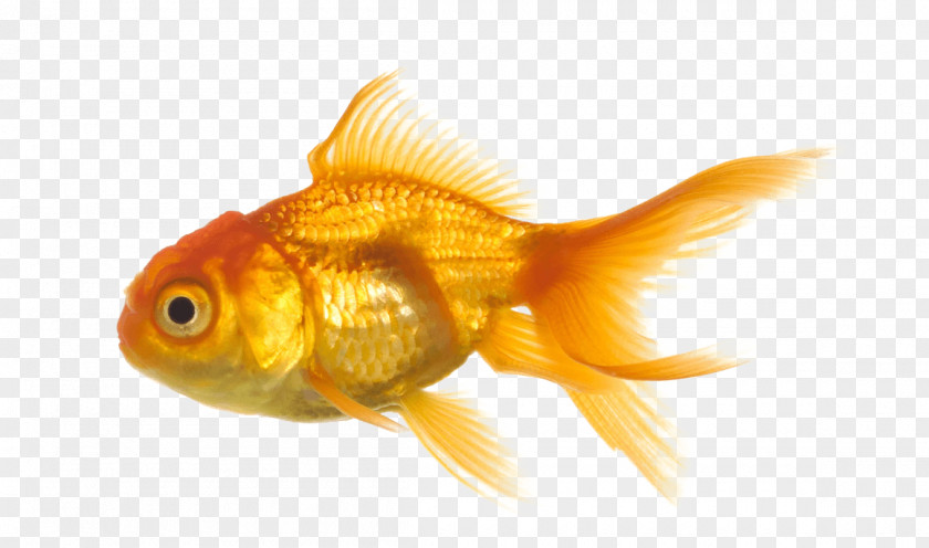 Gold Fish Image Oranda Koi PNG