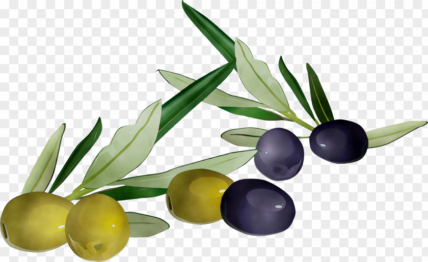 Olive Oil Product Superfood + M PNG