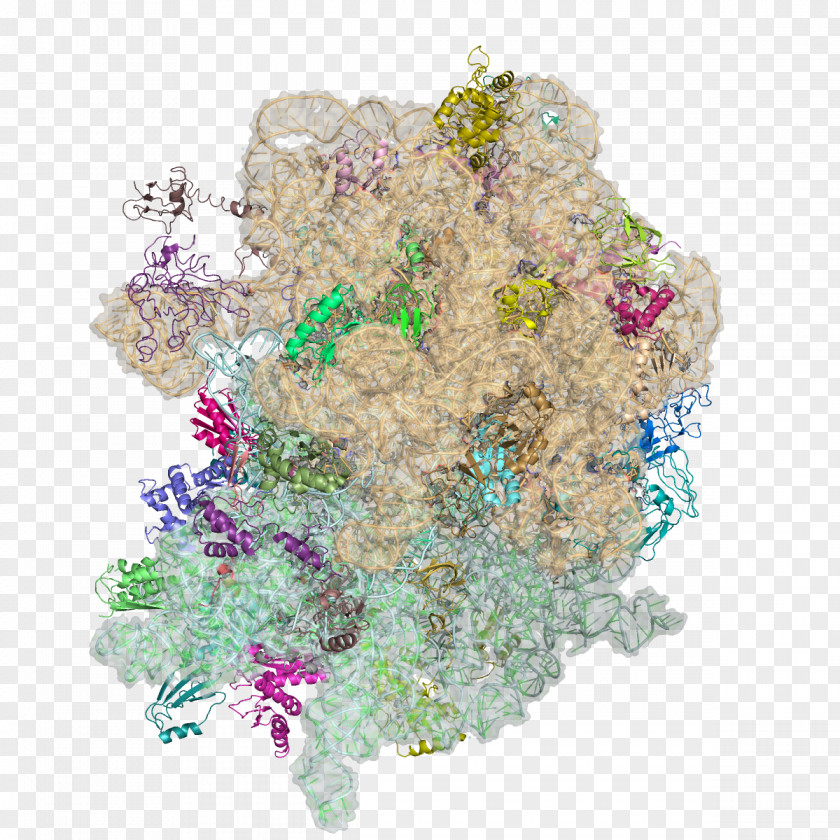 Ribosome Pattern Thermus Thermophilus Deinococcus Radiodurans Nobel Prize In Chemistry Protein PNG