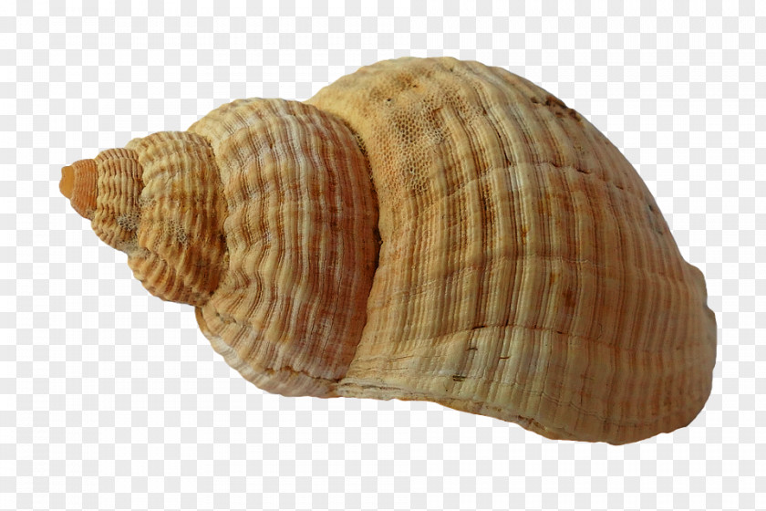 Seashell Giant Clam Crab PNG