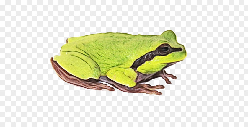 True Frog American Bullfrog Frogs Toad Tree PNG