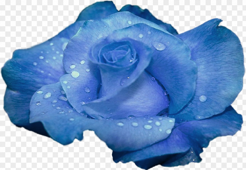 Blue Flower Rose Garden Roses PNG