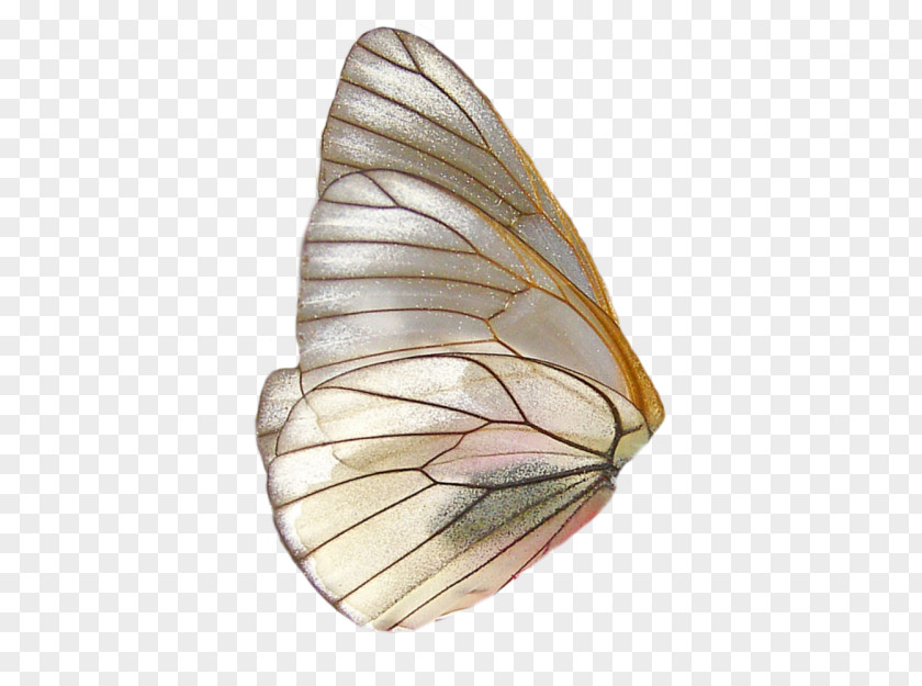 Butterfly Insect Clip Art Wing PNG