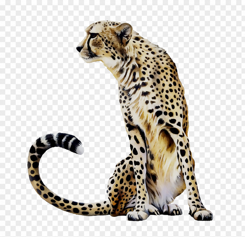 Cheetah Leopard Jaguar Ocelot Tile PNG