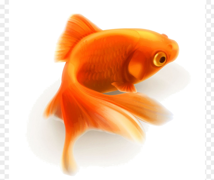 Fish Lionhead Vector Graphics Clip Art Illustration PNG
