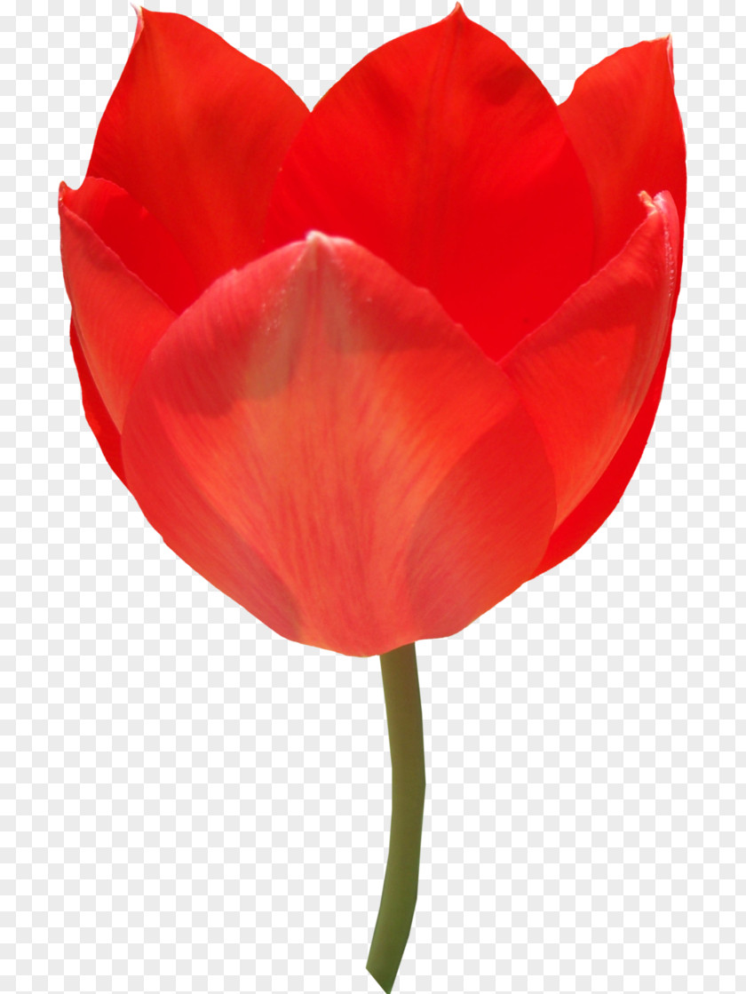 Tulip Flower Desktop Wallpaper Clip Art PNG