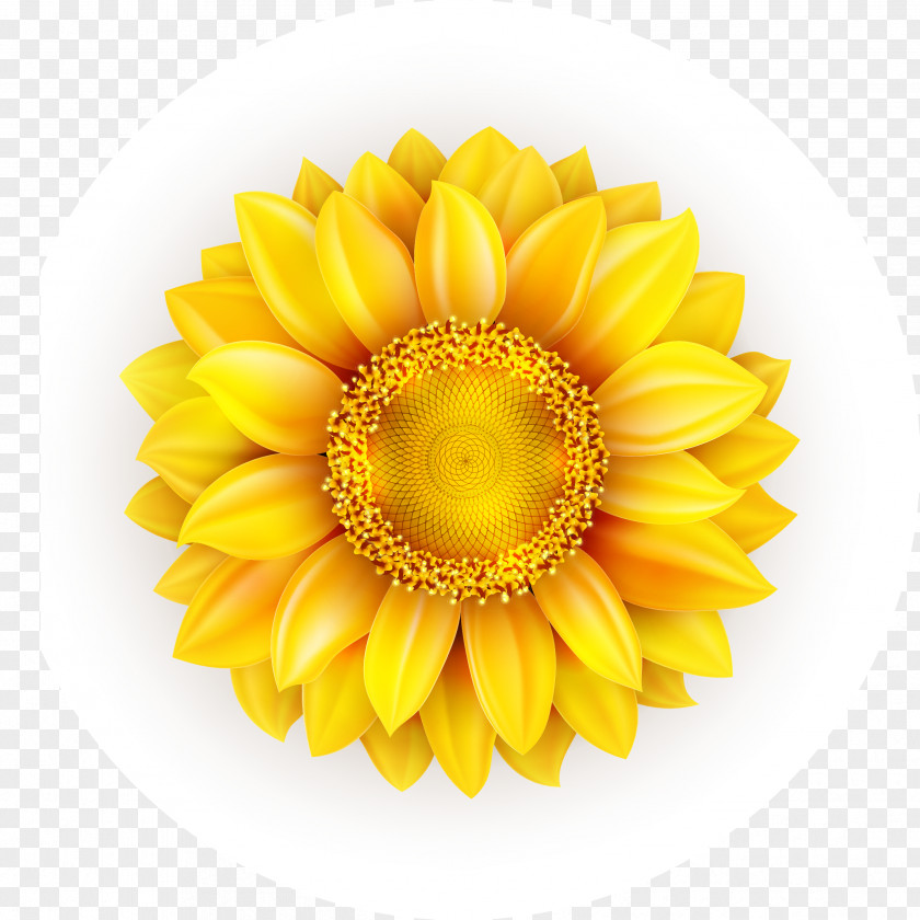 Continental Fresh Pattern Vector Beautiful Colorful Sunflower Common Euclidean PNG