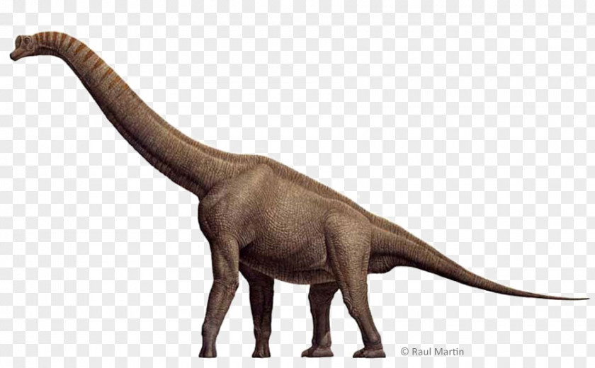 Dinosaur Brachiosaurus Spinosaurus Stegosaurus Tyrannosaurus Sauropoda PNG