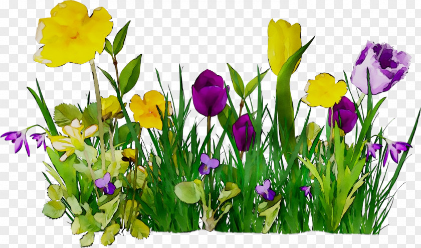 Flower Clip Art Spring Tulip PNG