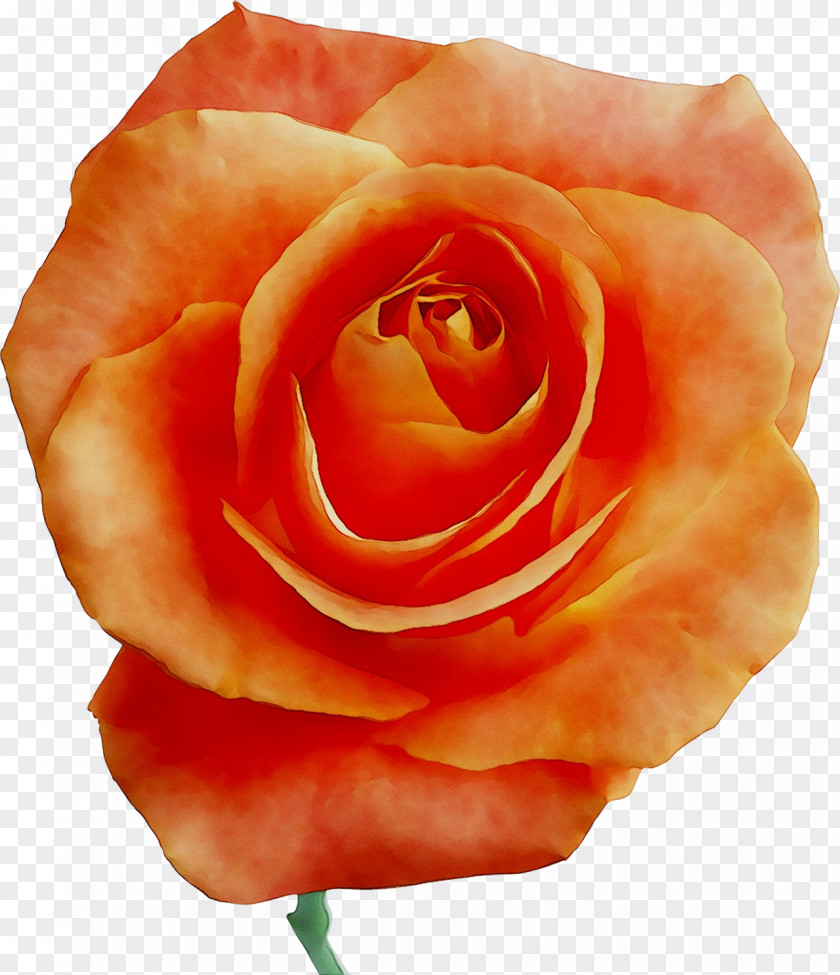 Garden Roses Cabbage Rose Floribunda Petal PNG