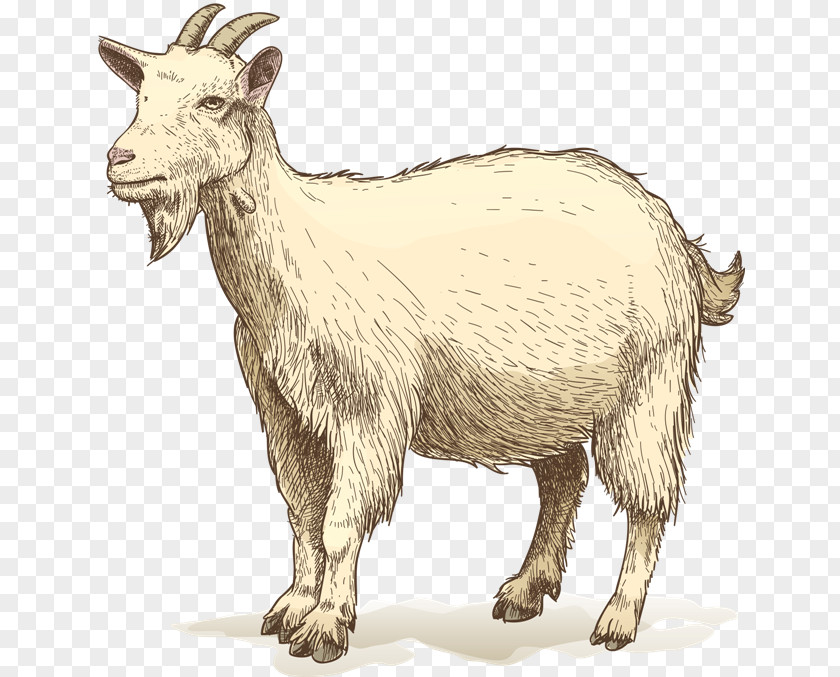 Goat Drawing Clip Art PNG