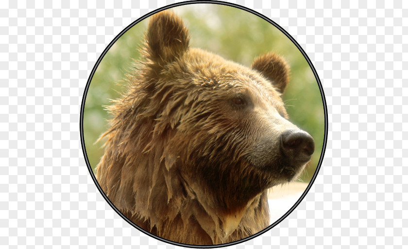 Bear Roar Grizzly Wildlife Alaska Peninsula Brown Terrestrial Animal PNG