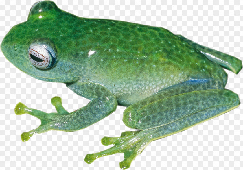 Frog Toad Salamander Reptile Animal PNG