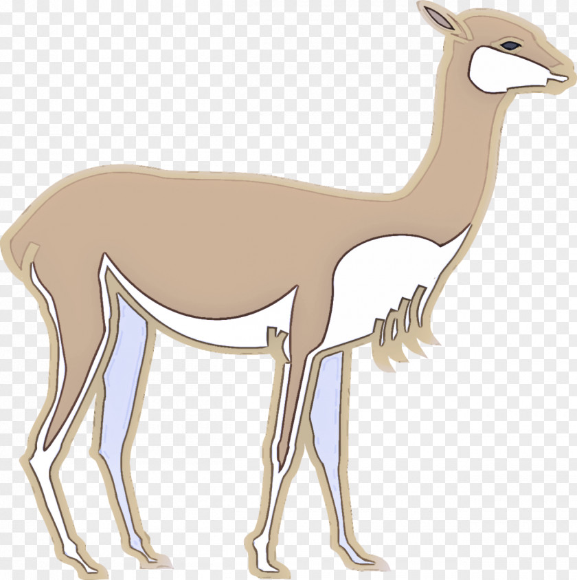 Gazelle Antelope Llama PNG