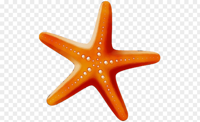 Marine Invertebrates Star Orange PNG