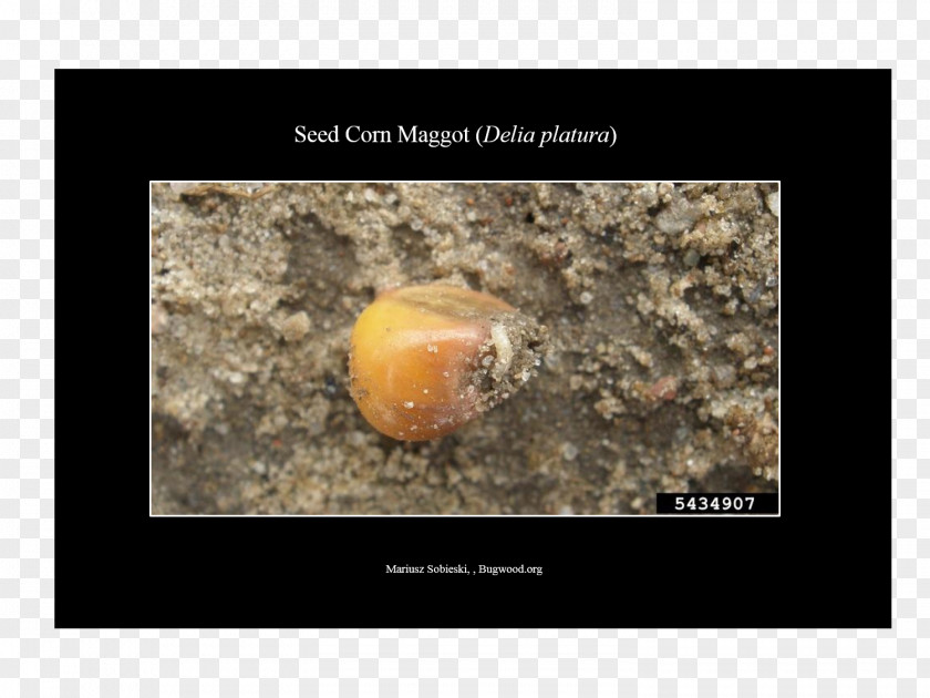 Pest Complex Crop Cutworm Larva PNG