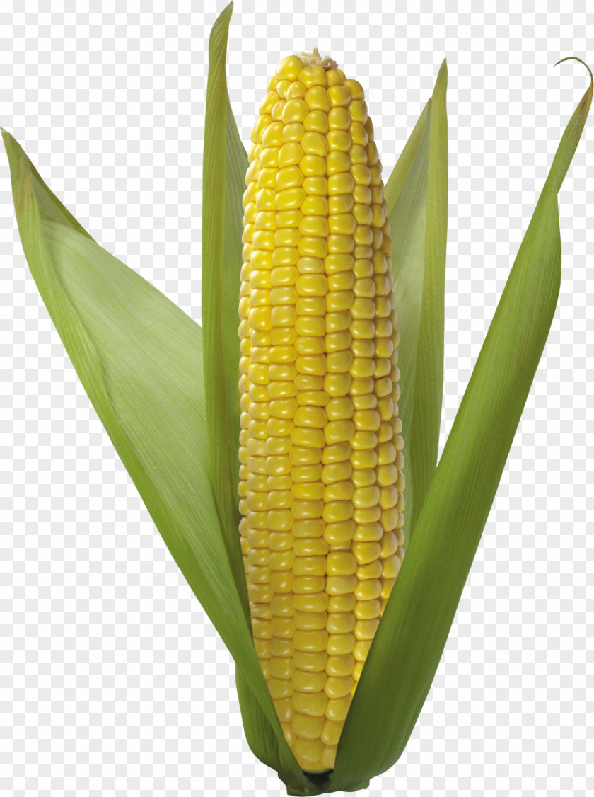 A.d.i.d.a.s Corn On The Cob Flint Vegetarian Cuisine Sweet Kernel PNG