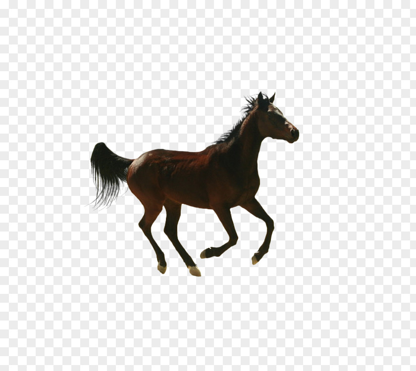 Steed Horse Vector Graphics Image Drawing PNG