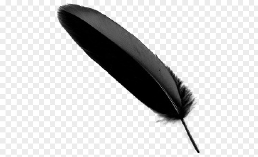 Wing Writing Implement Feather PNG