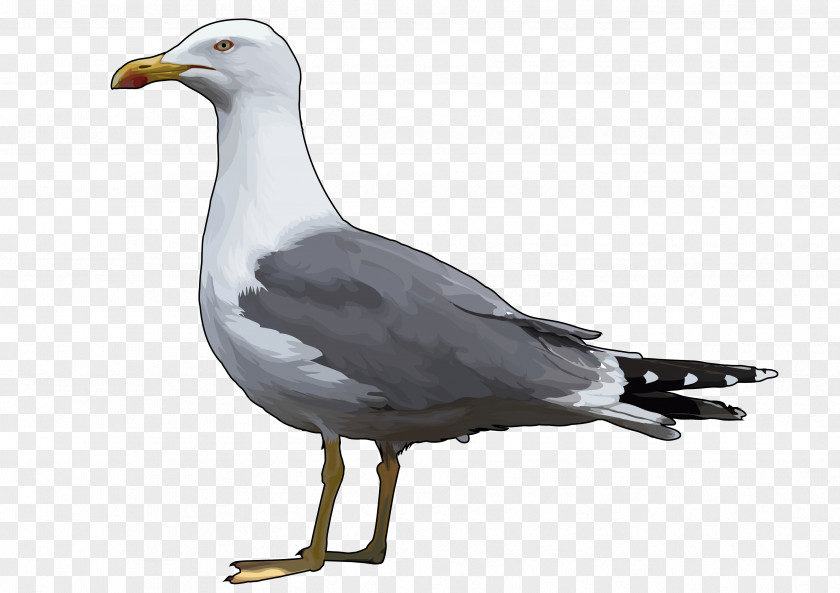 Bird European Herring Gull Gulls Great Black-backed Yellow-legged PNG