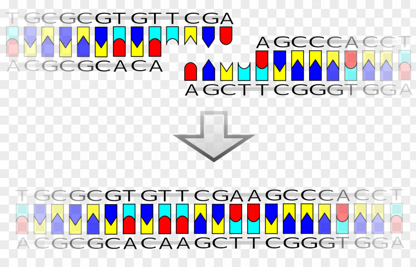 DNA Ligase Restriction Enzyme Sticky And Blunt Ends PNG