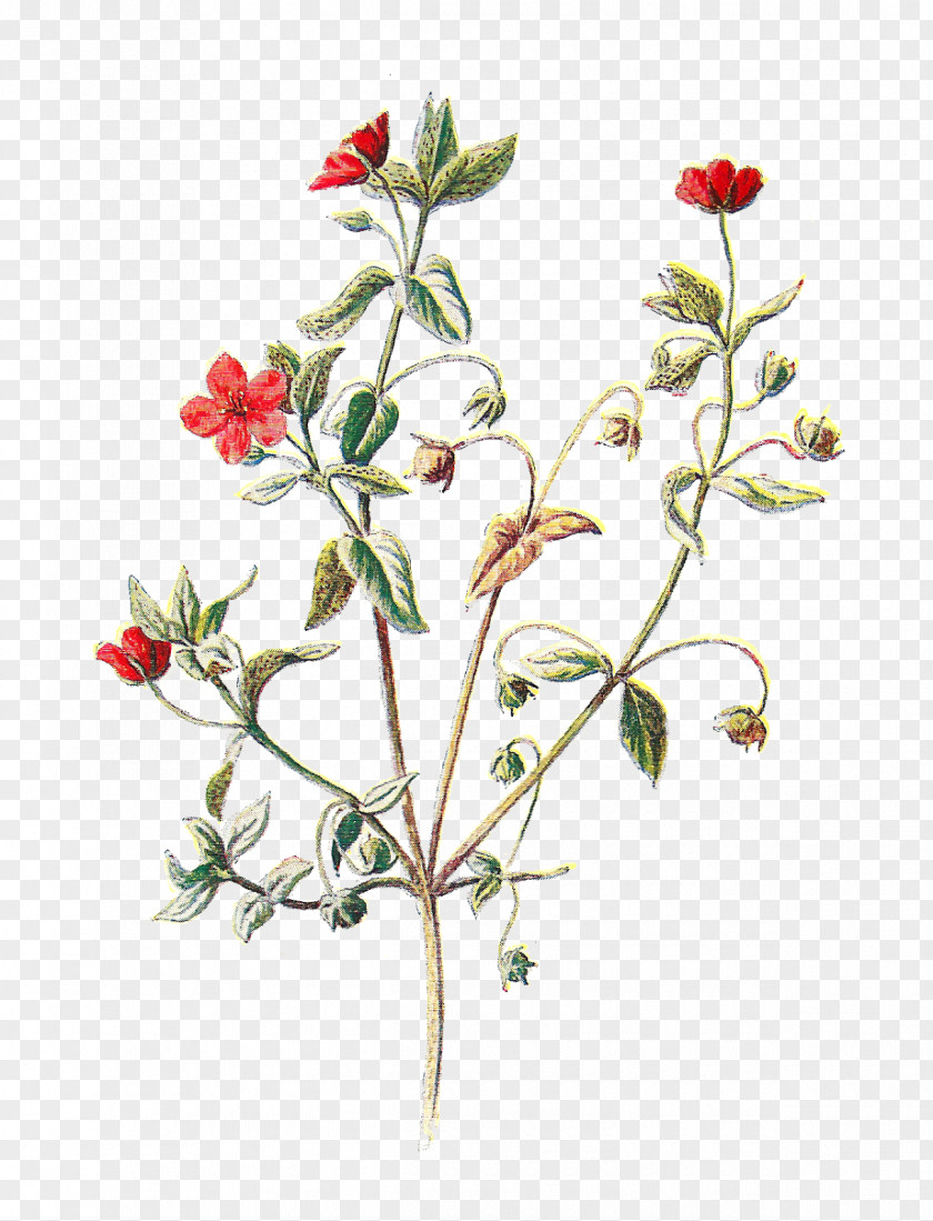 Flower Art The Scarlet Pimpernel Botanical Illustration Clip PNG