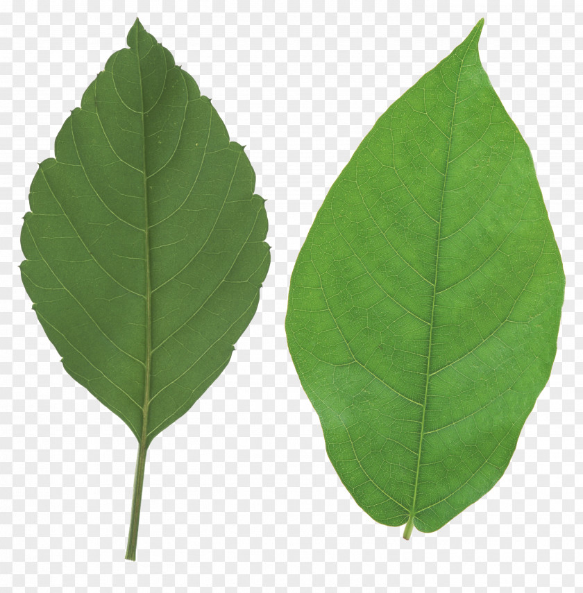 Green Leaf Autumn Color Look At Leaves PNG