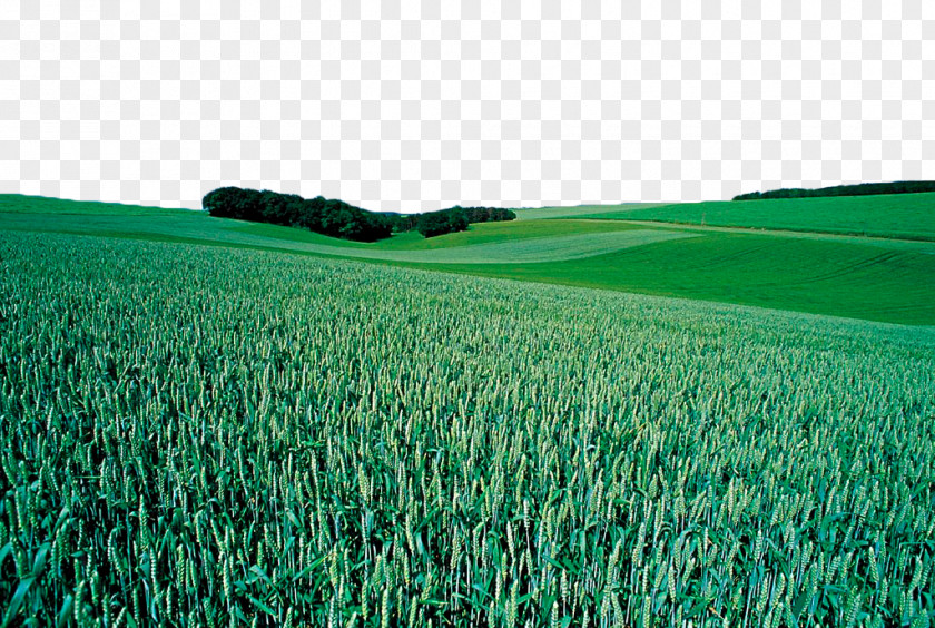 Green Wheat Field Crop Cereal PNG