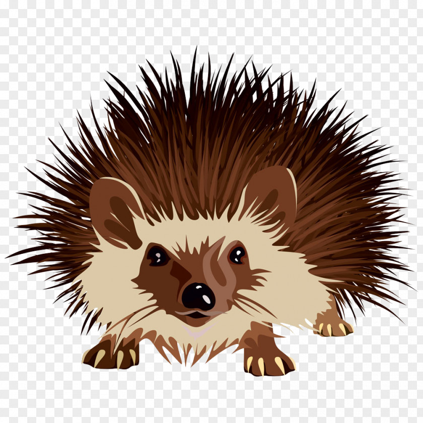 Hedgehog Euclidean Vector PNG