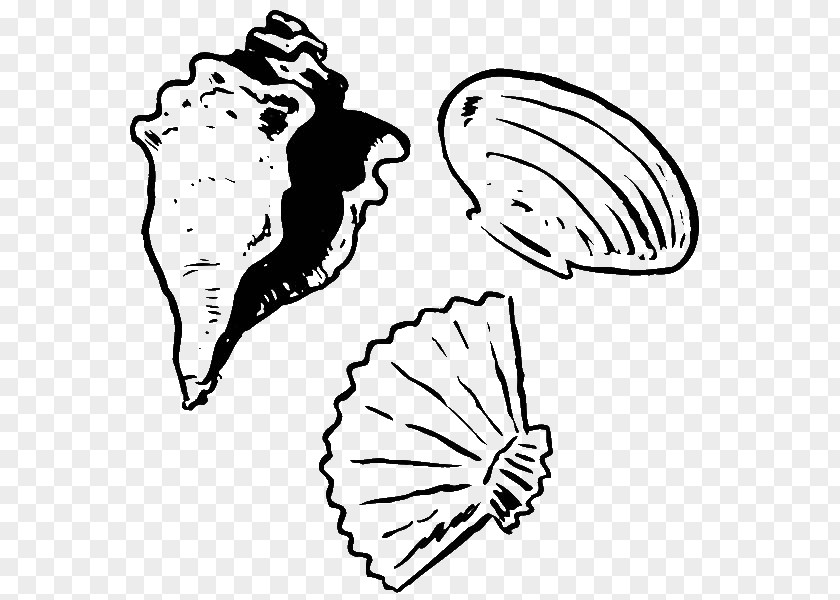 Seashell Clam Coloring Book Drawing Oyster PNG