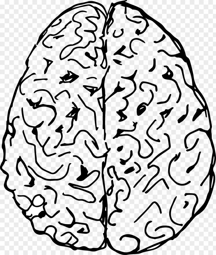 Vector Hand-drawn Brain Drawing Cerebral Hemisphere PNG