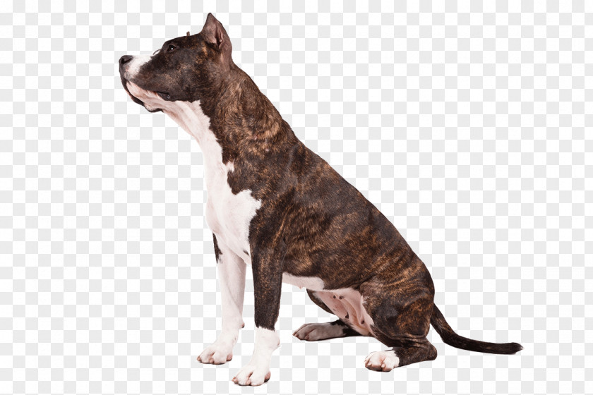 American Staffordshire Terrier Pit Bull Dalmatian Dog PNG
