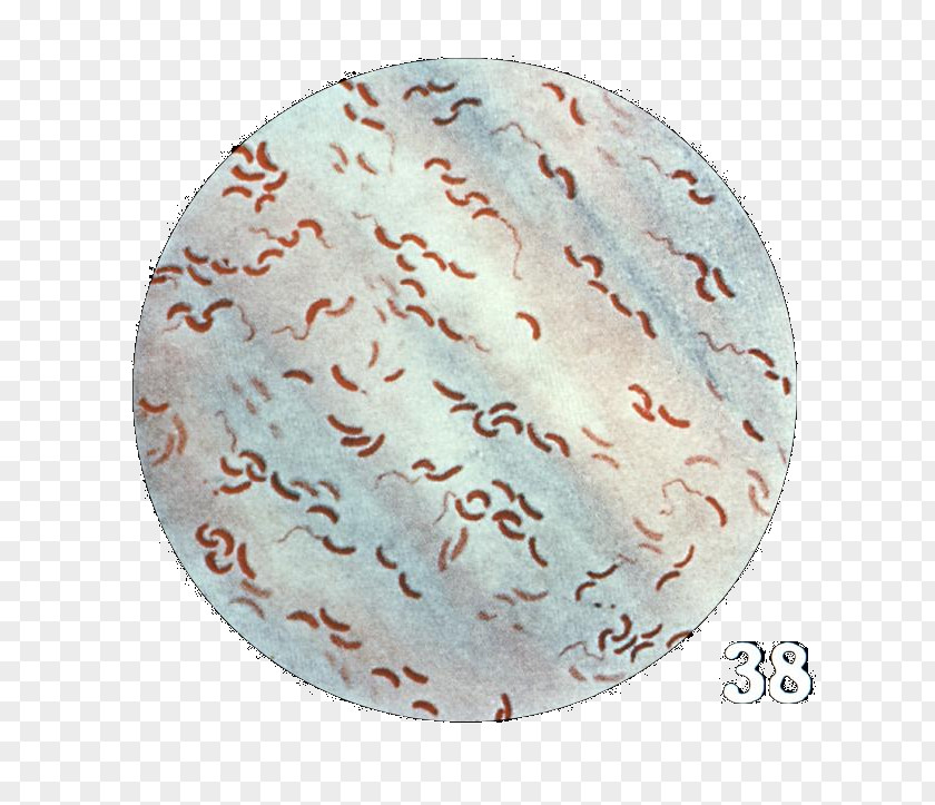 Asiatic Cholera Gram Stain Gram-negative Bacteria PNG