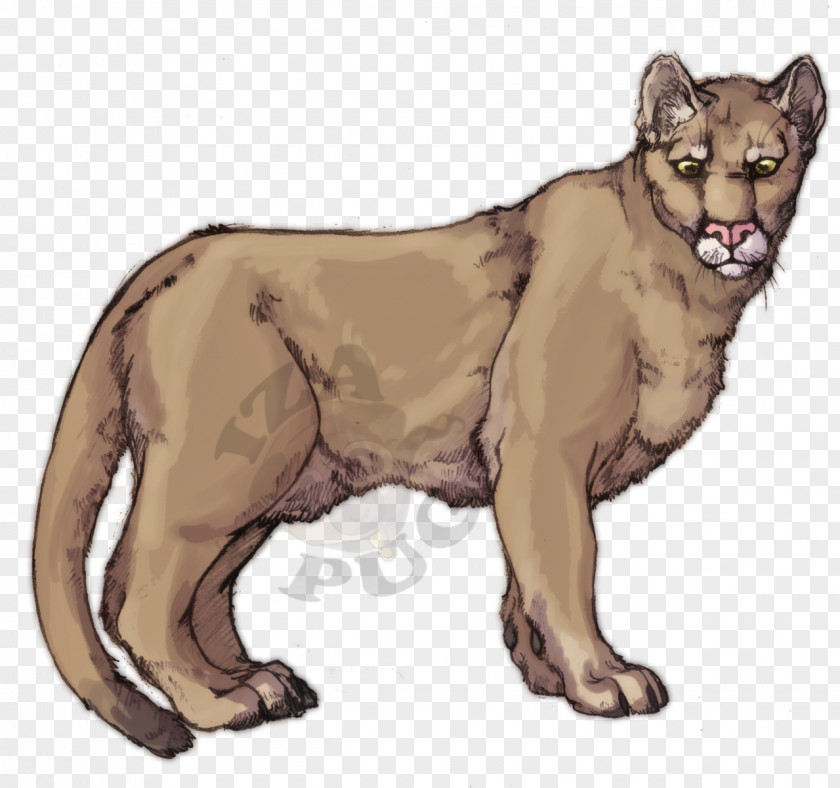 Cat Cougar Whiskers Felidae Loki PNG
