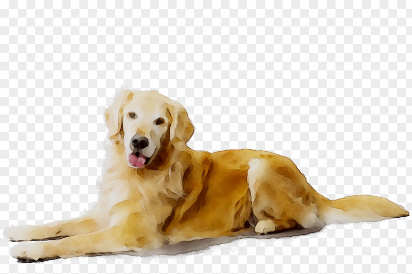 Golden Retriever Labrador Puppy Dog Breed Companion PNG