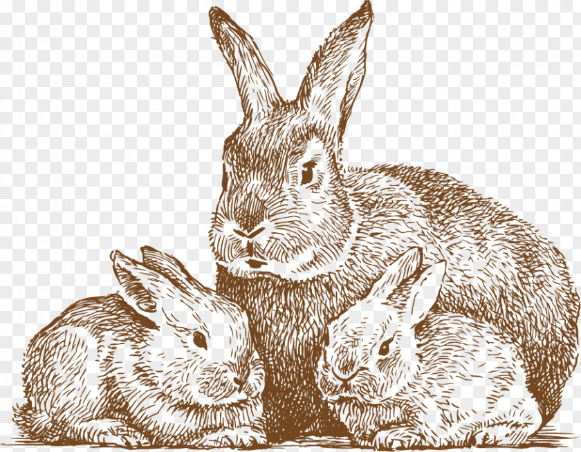 Hand Drawn Cute Rabbit Drawing Line Art Photography PNG