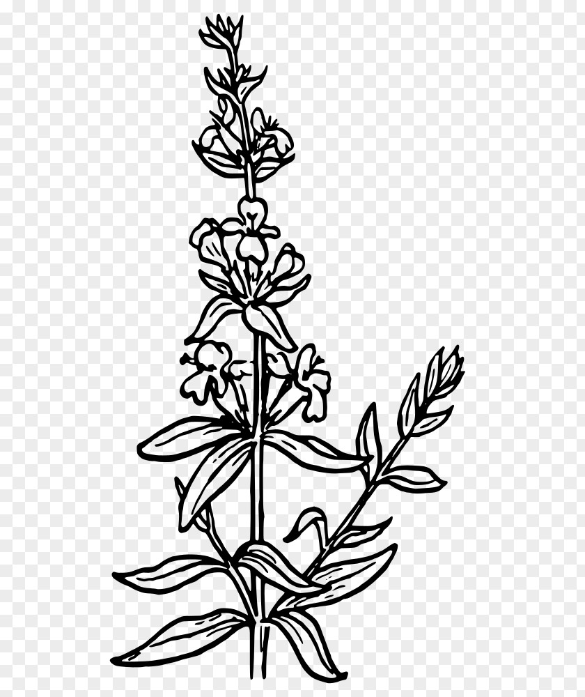 Hyssop Flower Clip Art Drawing Free Content Vector Graphics PNG