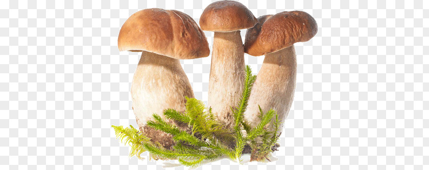 Mushroom Mushrooms (Collins Gem) Collins Miscellany Cholesterol Counter Gem And Toadstools 15-Minute Yoga PNG