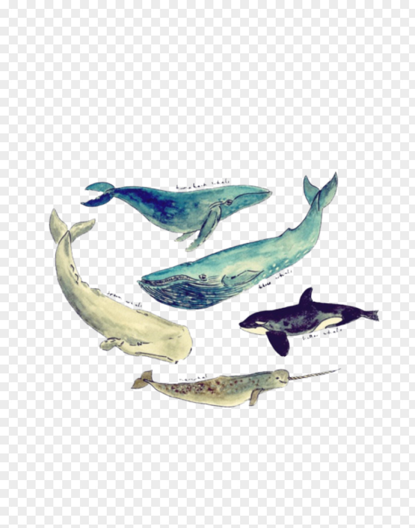 Sperm Whale Killer Humpback Printing PNG whale Printing, clipart PNG