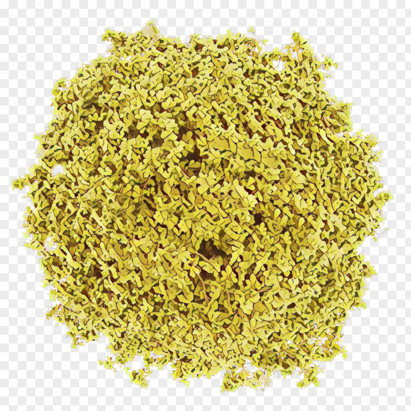 Coriander Seasoning Plant Food Celery Salt Ingredient Cuisine PNG