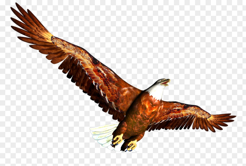 Eagle Clip Art PNG