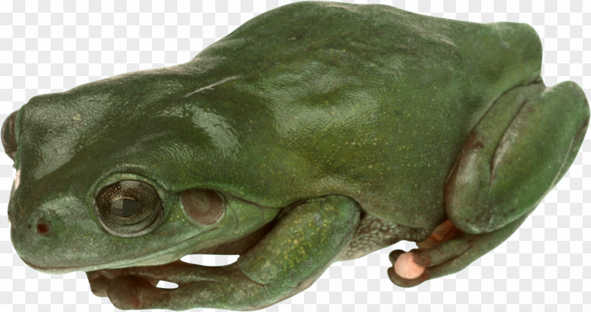 Frog American Bullfrog True Toad Tree PNG