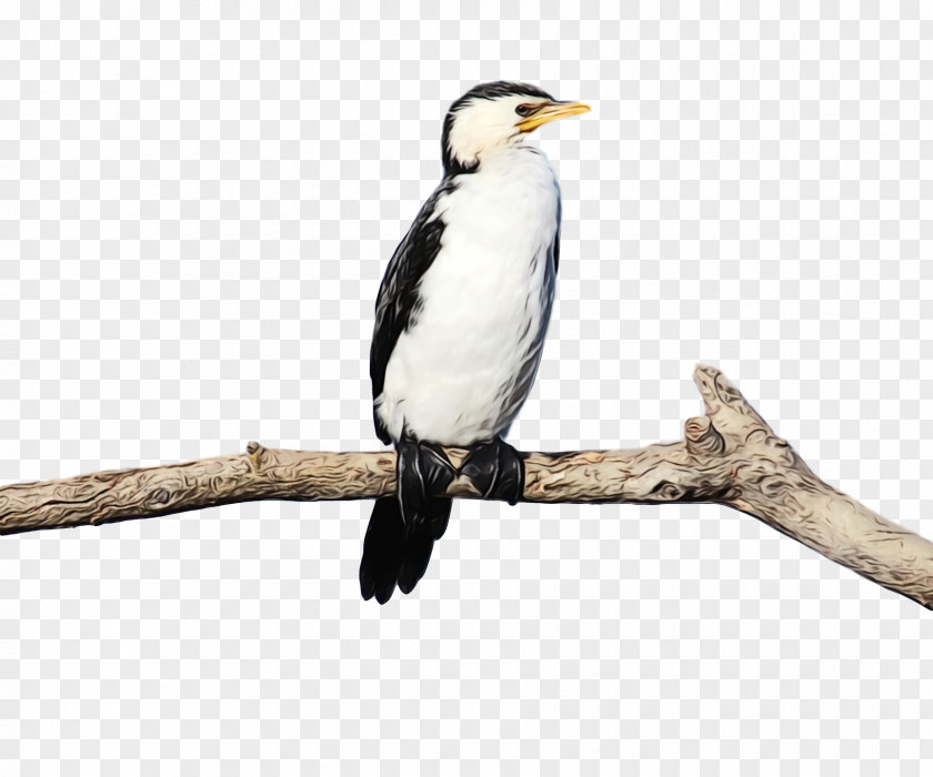 Hornbill Cuckoos Beak PNG