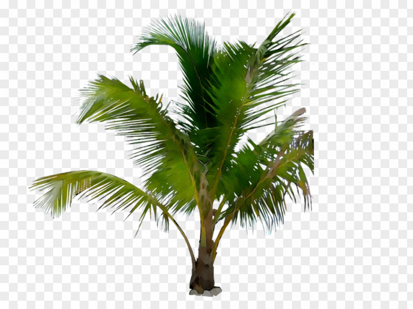 Asian Palmyra Palm Trees Babassu Coconut Date PNG